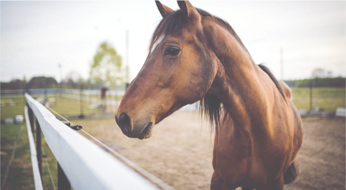 cavallo